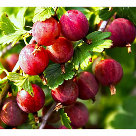 Крыжовник Варшавский