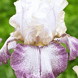 Ирис германский Lucky Locket