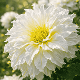 Клематис гибридный First Light