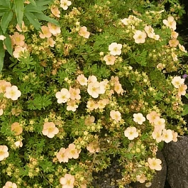 Лапчатка кустарниковая Daydawn