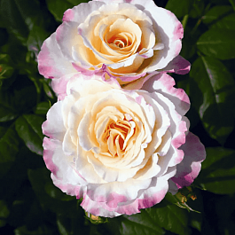 Роза чайно-гибридная  Aquarell