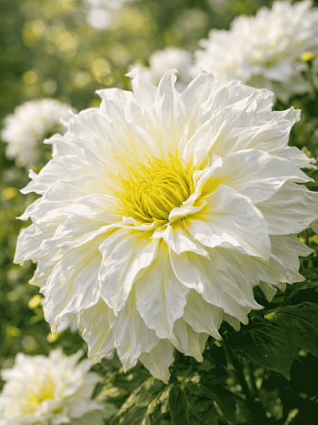 Клематис гибридный First Light