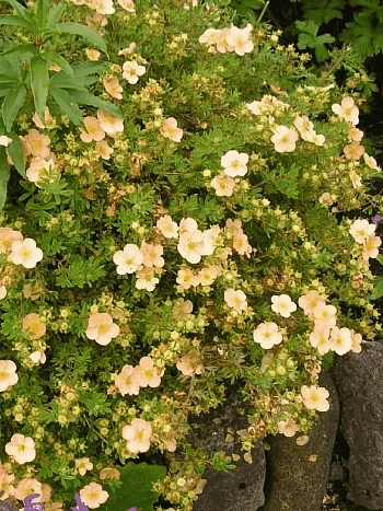 Лапчатка кустарниковая Daydawn