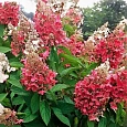 Гортензия метельчатая Pink Queen