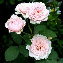 Роза  Кустовая CARMELINE