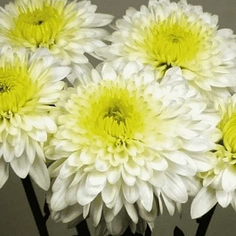 Хризантема  Beppie White