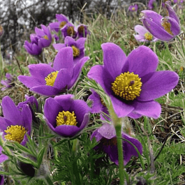 Прострел обыкновенный