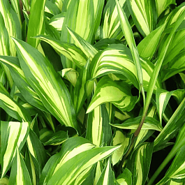 Хоста Cherry Berry