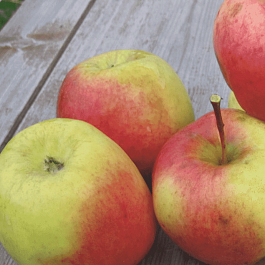 Яблоня Благовест