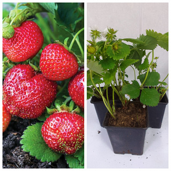 Земляника садовая Дэли НАБОР 3ШТ