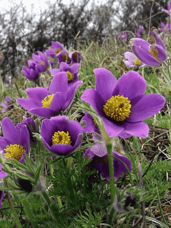 Прострел обыкновенный