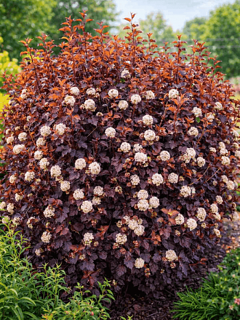 Пузыреплодник калинолистный Magical Sunrise