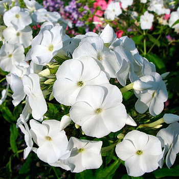 Флокс метельчатый Панама Флокс метельчатый Панама