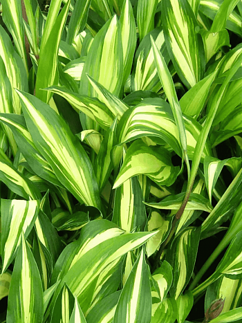 Хоста Cherry Berry