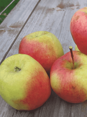 Яблоня Благовест