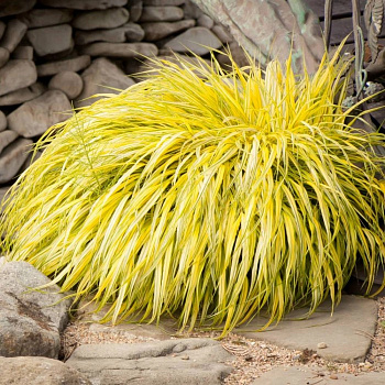 Хаконехлоа большая Олл Голд