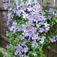 Клематис гибридный Emilia Plater