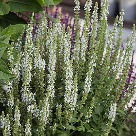 Сальвия дубравная (Шалфей) Мерло Вайт