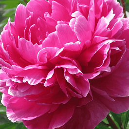 Пион Молочноцветковый Jadwiga