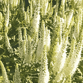 Вероника колосистая Charlotte