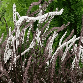 Клопогон ветвистый