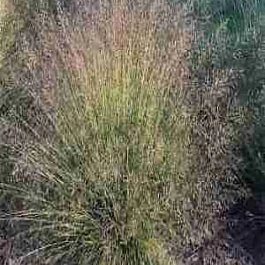 Споробол раскидистый