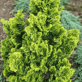 Кипарисовик туполистный Aurora