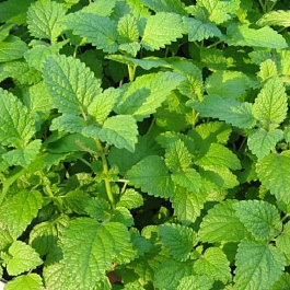 Мелисса лекарственная лимонная