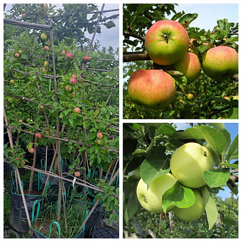 Яблоня пальметта на шпалере 5 лет+ Орловим-Налив белый