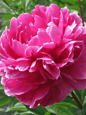 Пион Молочноцветковый Jadwiga