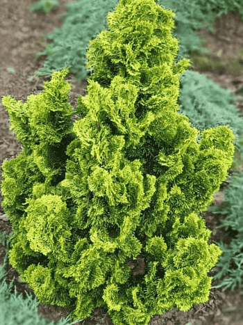 Кипарисовик туполистный Aurora