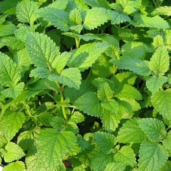 Мелисса лекарственная лимонная