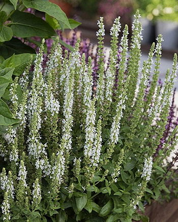 Сальвия дубравная (Шалфей) Мерло Вайт Сальвия дубравная (Шалфей) Мерло Вайт