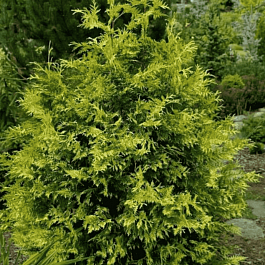 Туя складчатая Zebrina