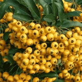 Пираканта Golden Charmer