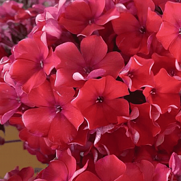 Флокс метельчатый Калинка