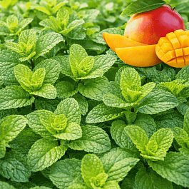 Мята Манго