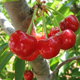 Вишня обыкновенная Фея Вишня обыкновенная Фея