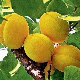 Абрикос обыкновенный Эдельвейс Абрикос обыкновенный Эдельвейс