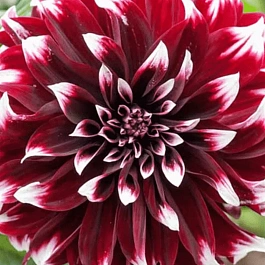 Георгина Contraste