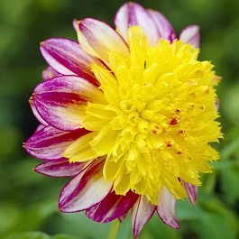 Георгина Анемоновидная Буги Вуги