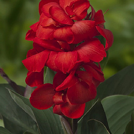 Канна карликовая Хэппи Кармен