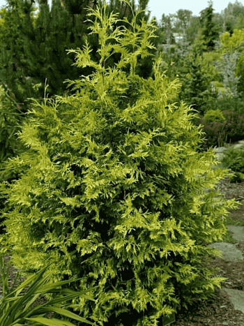 Туя складчатая Zebrina