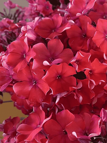 Флокс метельчатый Калинка