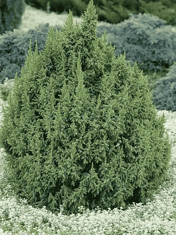 Можжевельник чешуйчатый Loderi