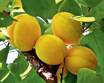 Абрикос обыкновенный Эдельвейс