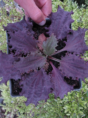 Подорожник большой Purple Perversion