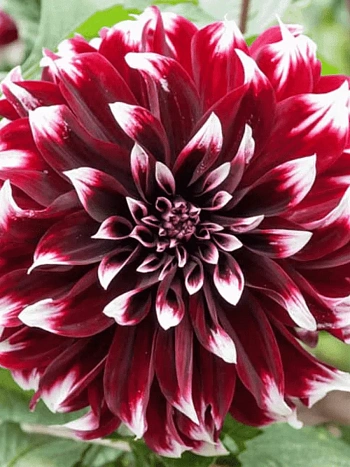 Георгина Contraste