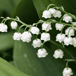 Ландыш майский Doreen