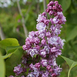 Сирень обыкновенная Память о Вавилове